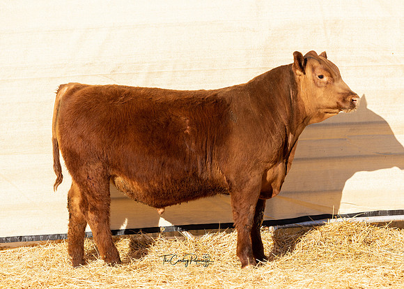 Bull 2195 OS