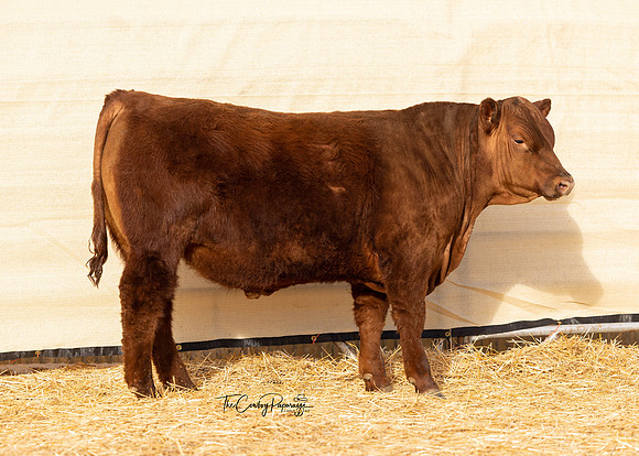 Bull 2096