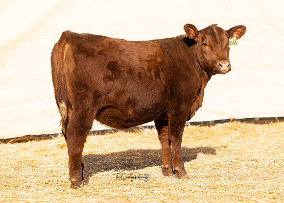 Lot 208, Heifer 2273