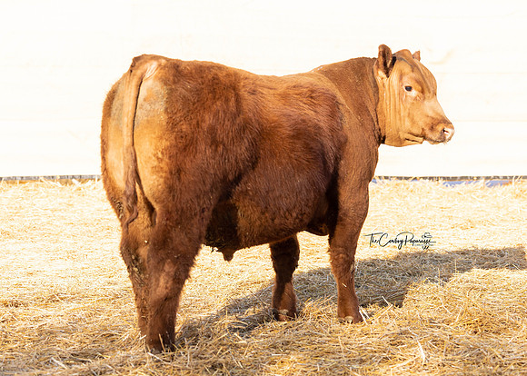 Bull 2195 RQ