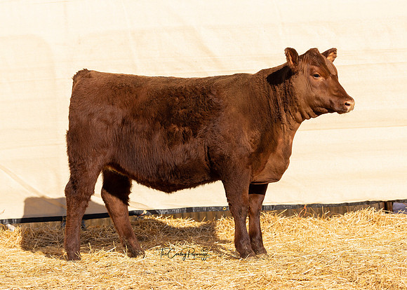 Lot 201, Heifer 2197