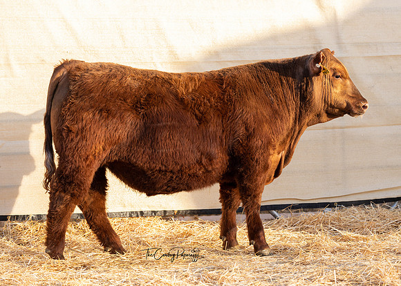 Bull 2189