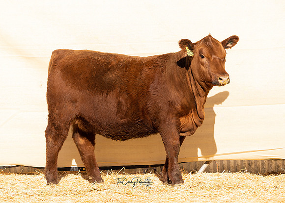 Lot 217, Heifer 2176