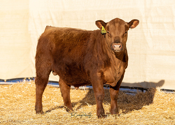 Bull 2325 FQ