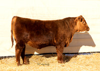 Bull 2005