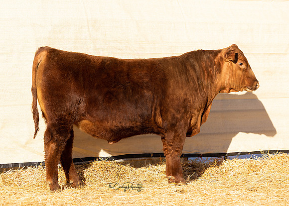 Bull 2005