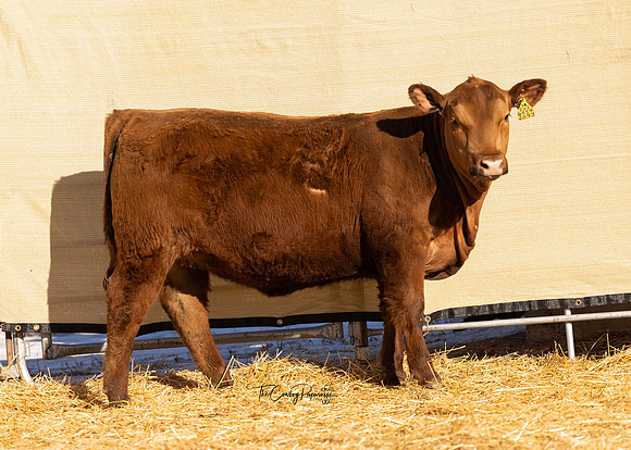 Lot 206, Heifer 2097