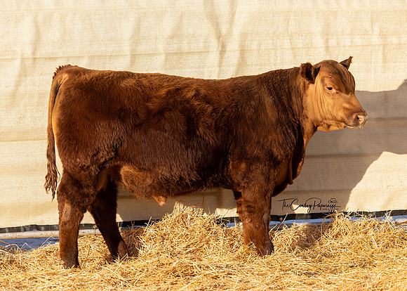 Bull 2157