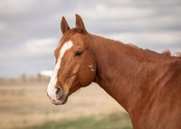Jayden Leiseth Equine Portraits, April 27