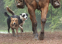 The Cowboy Paparazzi - General Ranch Images