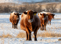 14Jan2021 Frosty Cows-0900