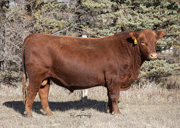 6Nov2021 BULL  LELAND COMMITMENT 9113 -7360
