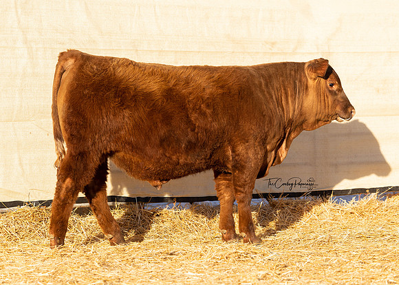 Bull 2323