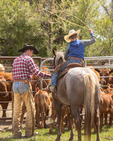 2025 LRA Hfr Branding-4292