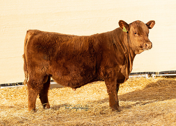 Bull 2214