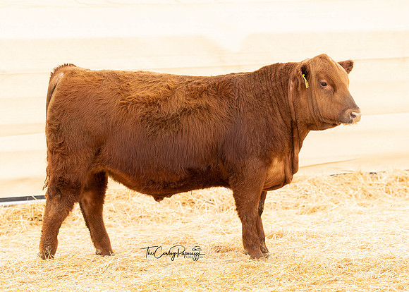 Bull 2063