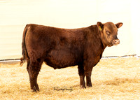 Bull 2022