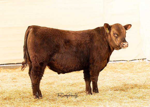 Bull 2022