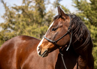 Ryann Nendick Equine Portraits, April 27