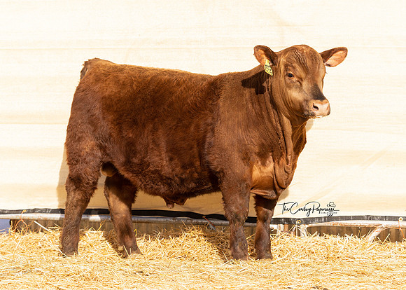 Bull 2137 FQ