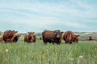 14Jul2020 Cows 4024--2