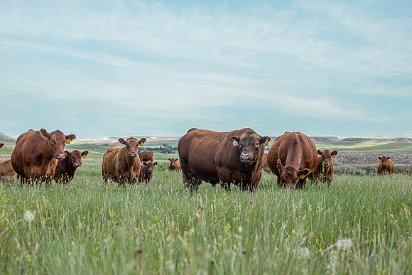 14Jul2020 Cows 4024--2