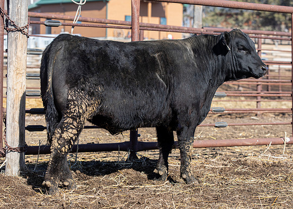 16Mar2022 BULL 1158_COW ID 6158.HR-9367