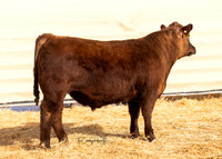Bull 2032 RQ