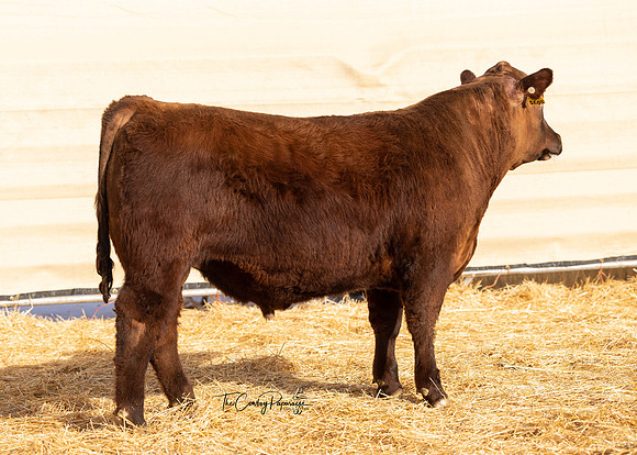Bull 2032 RQ