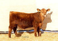 Bull 2052