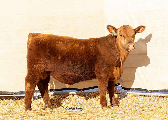 Bull 2052