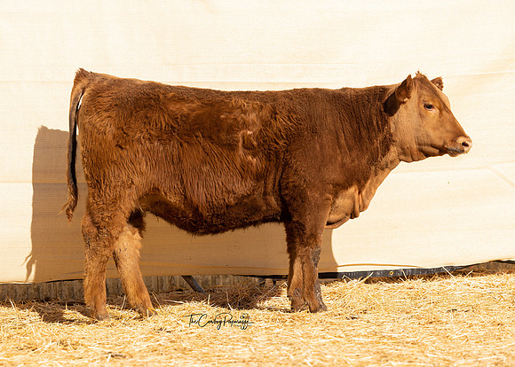 Lot 211, Heifer 2037