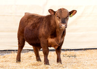 Bull 2044 FQ