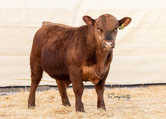 Bull 2044 FQ