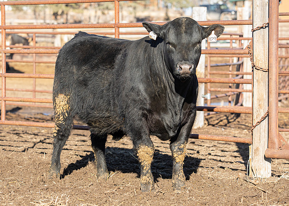 16Mar2022 BULL 109_FRONT_QTR.HR-9151