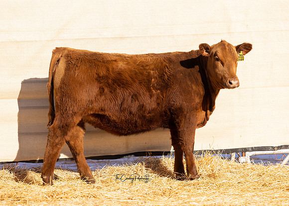 Lot 203, Heifer 2089